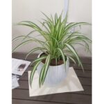 SPIDER PLANT POTTED - INDOOR - 30 CM HEIGHT
