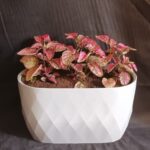 FITTONIA POTTED