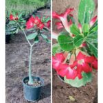 ADENIUM [ DESERT ROSE ] - HEIGHT AROUND 60 CM