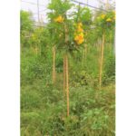 TECOMA STANS - 2 MTR