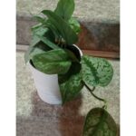SCHINDAPSUS TREVOR - PHILODENDRON VARIETY - 30 CM POTTED