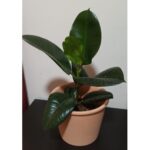 RUBBER PLANT POTTED IN TERRACOTA POT 35 CM HEIGHT
