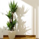 YUCCA 3 STEM POTTED [ ANY COLOUR POT ] 120 CM TOTAL HEIGHT