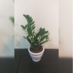 ZAMIOCULCUS IN CERAMIC POT 40 - 50 CM HEIGHT