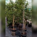 ZAPOTA, ( CHIKOO TREE )