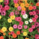 ZINNIA MIX COLORS