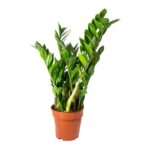 ZAMIO CULCAS ZAMIIFOLIA -40 - 50 CM - HT