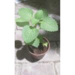 ZAATAR [ OREGANUM SYRIACUM ]