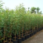 ACACIA ARABICA 2 MTR +