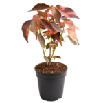 ACALYPHA - 40 CM -OUTDOOR