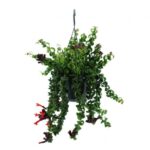 AESCHYNANTHUS [ LIPSTICK PLANT TWISTED ] HANGING