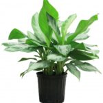 AGLAONEMA SILVERBAY 35 CM POTTED