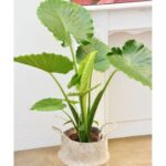 COLOCACIA ELEPHANT-EAR POTTED IN BASKET - TOTAL HEIGHT - 100 CM