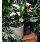 ANTHURIUMS WHITE / PINK POTTED - IN ASSORTED POT - 40 - 50 CM