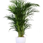ARECA PALM 100 TO 110 CM IN 30 CM FIBER POT
