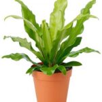BIRDS NEST FERN 30 CM [ASPLANIUM]