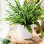 NEPHROLEPIS - MINI ( BOSTON FERN ) 25 - 30CM HT POTTED