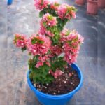 BOUGAINVILLEA PINK PIXIE