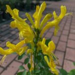 TECOMARIA CAPENSIS YELLOW