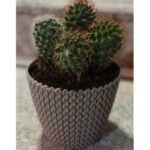 CACTUS POTTED 20 CM HEIGHT