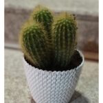 Cactus Potted 20 cm Height DIP 994
