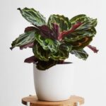 CALATHEA MEDALLION POTTED 40 CM TOTAL HEIGHT