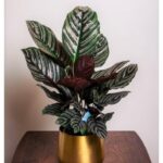 CALATHEA ORNATA IN STEEL POT - GOLDEN / SILVER POT - 65 CM TOTAL HEIGHT