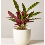 CALATHEA LANCIFOLIA 30CM POTTED [ RATTLE SNAKE PLANT ]