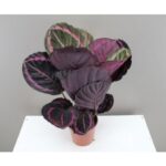 CALATHEA ROSEOPICTA 35 CM