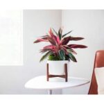 CALATHEA TRIOSTAR 30 CM POTTED WITH STAND