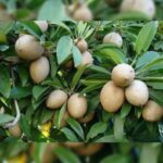 SUPOTA ( CHIKU) 1.5 TO 1.8 MTR HT