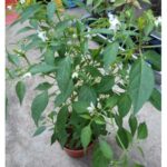 GREEN CHILLI - 40 CM HEIGHT