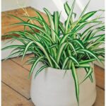 CHLOROPHYTUM [ SPIDER PLANT ] POTTED -30 CM HT