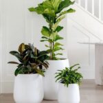 CLUSTER PLANTS [ GROUP POTTING ] - 3 PCS