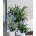 CLUSTER PLANTS [ GROUP POTTING ] - 3 PCS