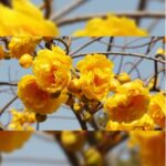 COCHLOSPERMUM RELIGIOSUM