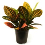 CROTON 30CM HT