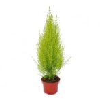 CUPRESSUS GOLD CREST 50 CM