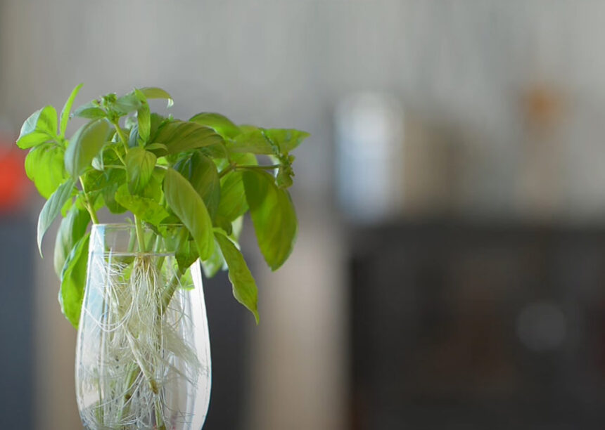 3 Ways To Propagate BASIL EASILY - A STEP BY STEP GUIDE - Botanyca.ae