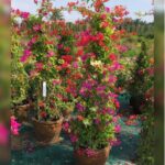 BOUGAINVILLEA MIXED COLORS 160 CM HEIGHT