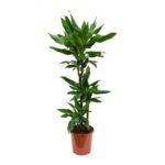 DRACAENA JANET 3 STEM 150CM