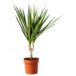 DRACAENA MARGINATA– SINGLE STEM 30CM HT