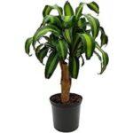 DRACAENA MASSANGEANA SINGLE STEM 60 CM HT