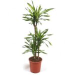 DRACAENA RIKKI 3 STEM 150CM