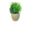 EHRETIA POTTED TOTAL HT - 50 CM