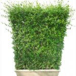 EHRETIA WALL - 100 CM IN PLASTIC / CEMENT POT