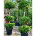 FICUS 3 HEAD TREE 2 M HEIGHT EACH