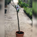 FICUS CARICA TREE 1.5 - 1.8 M HT
