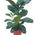 FICUS LYRATA. FIDDLE FIG 50 - 60 CM HEIGHT