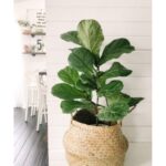 FIDDLE FIG 100 CM POTTED IN 30 CM GRASS BASKET